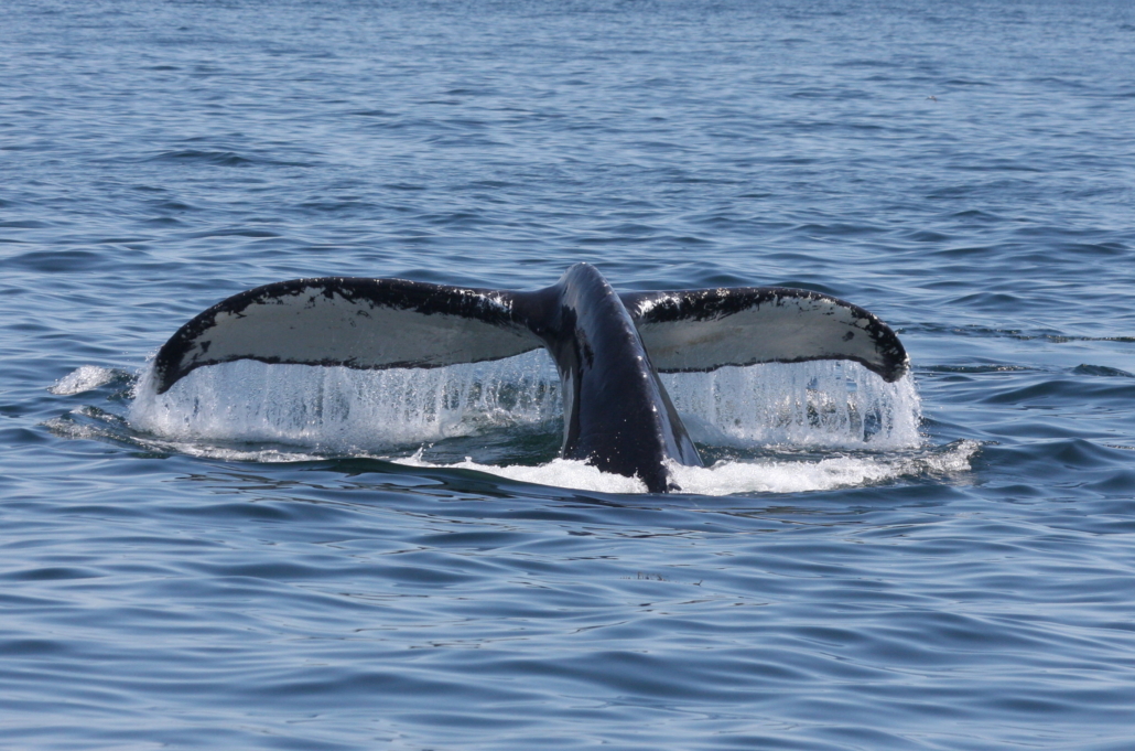 Granite State Whale Watch Rye, New Hampshire